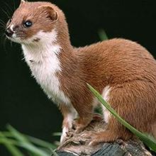 outdoor squirrel trap