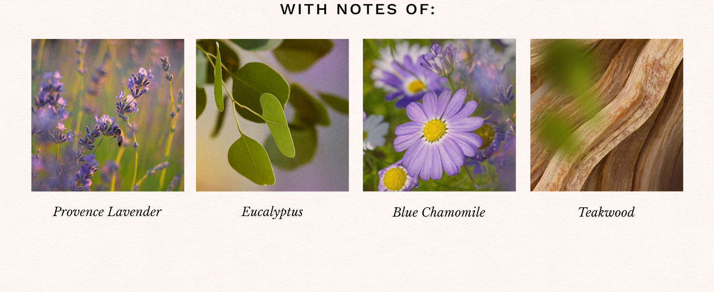 Mountain Lavender &amp;amp; Chamomile