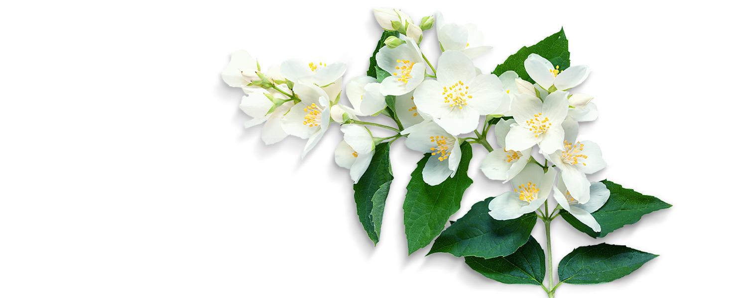 2oz pure grace fragrance edp
