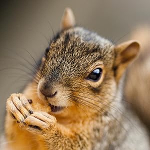 squirrel feed