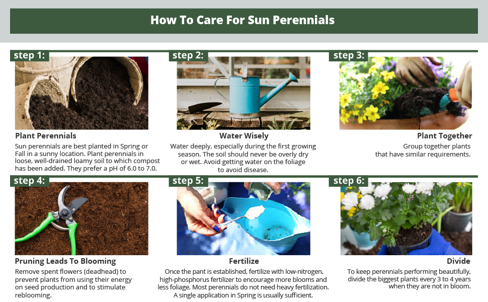 Sun perennials info