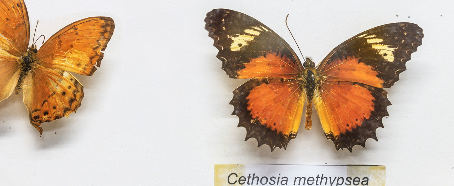 Insect Specimen Collection