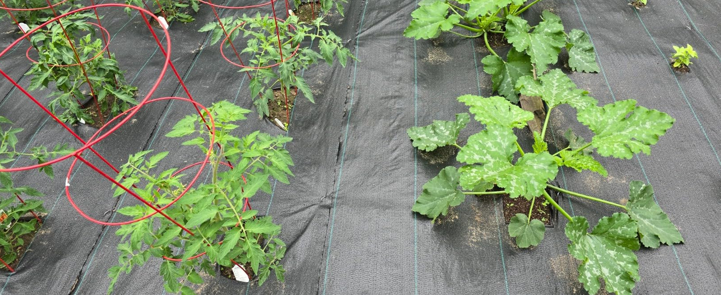 backyard vegetable garden