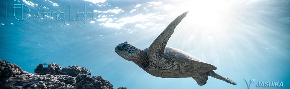 seaturtle