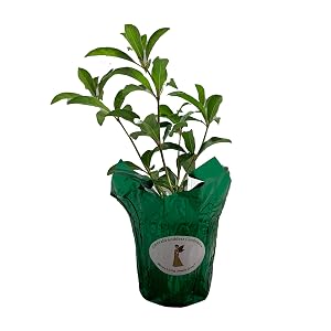 African Firebush 4 Inch Starter Size Plant