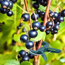 designed to support and protect plants and flowers