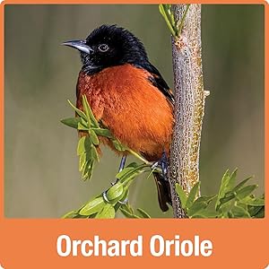 Orchard Oriole