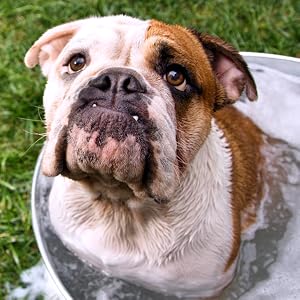 Pet MD Micoseb-CX Shampoo