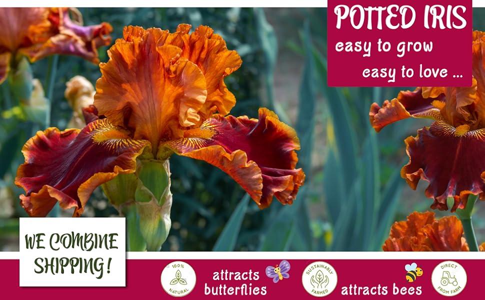 Stargazer Perennials Potted Bearded Iris Plants