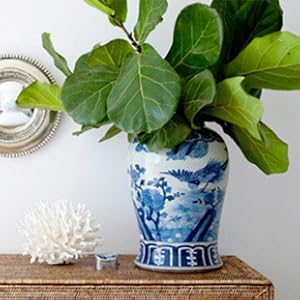 fiddle leaf soil