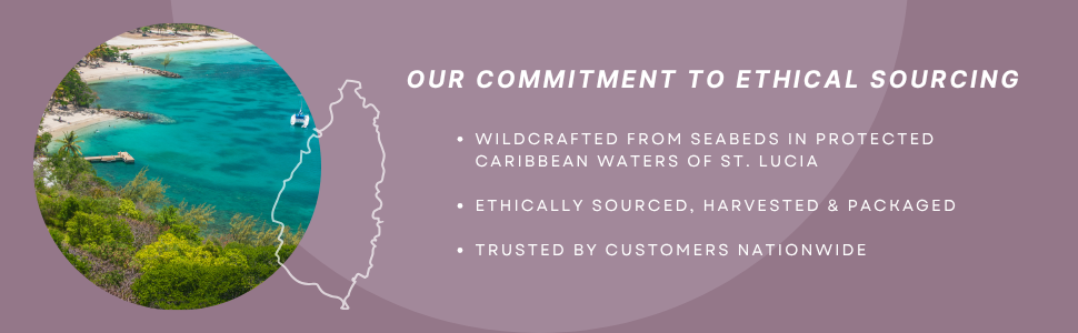 Puple Sea Moss Wildcrafted