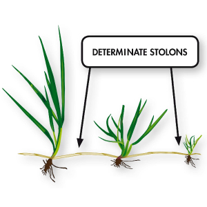 perennial, ryegrass, seed, spreader, planting, spring, mix, summer, fall, organic, plants, kit