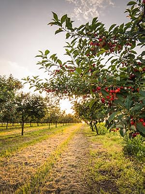 Orchard