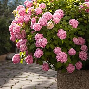 Pink Penny Mac Hydrangea by Perfect Plants
