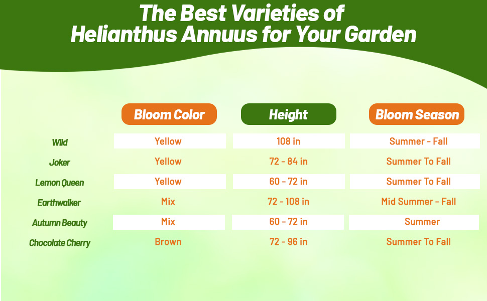 Bloom Season, Height, &amp;amp; Color Chart of Helianthus Annuus Sunflowers