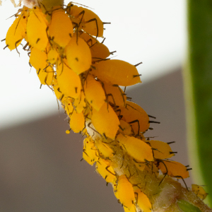 Beneficial insects hunt or parasitize pest insects