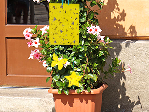 plant trap