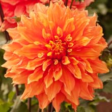 dahlia
