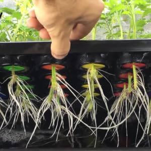 24 Site DWC Psycloner with rooting plants