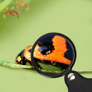 folding magnifying glass