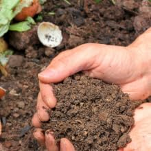 vermicast worm casting live worms red wiggler fertilizer