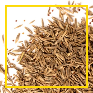 perennial; ryegrass; kentucky; seed; growth; plant; sun; shade; sunny; dense; ground; land; firm