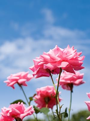 double pink knock out landscape image