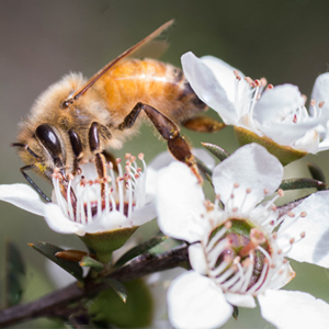 100% raw honey