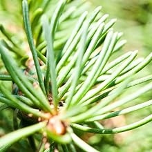 Fir Balsam