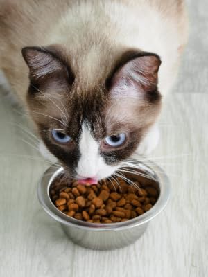 Small Lightweight Stainless Steel Cat Bowl