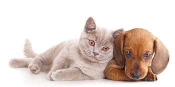 dog and cat