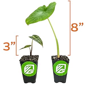 sprout potted grow tall elefant sunlight elephante root rooted leal landscaping pot gifts collection
