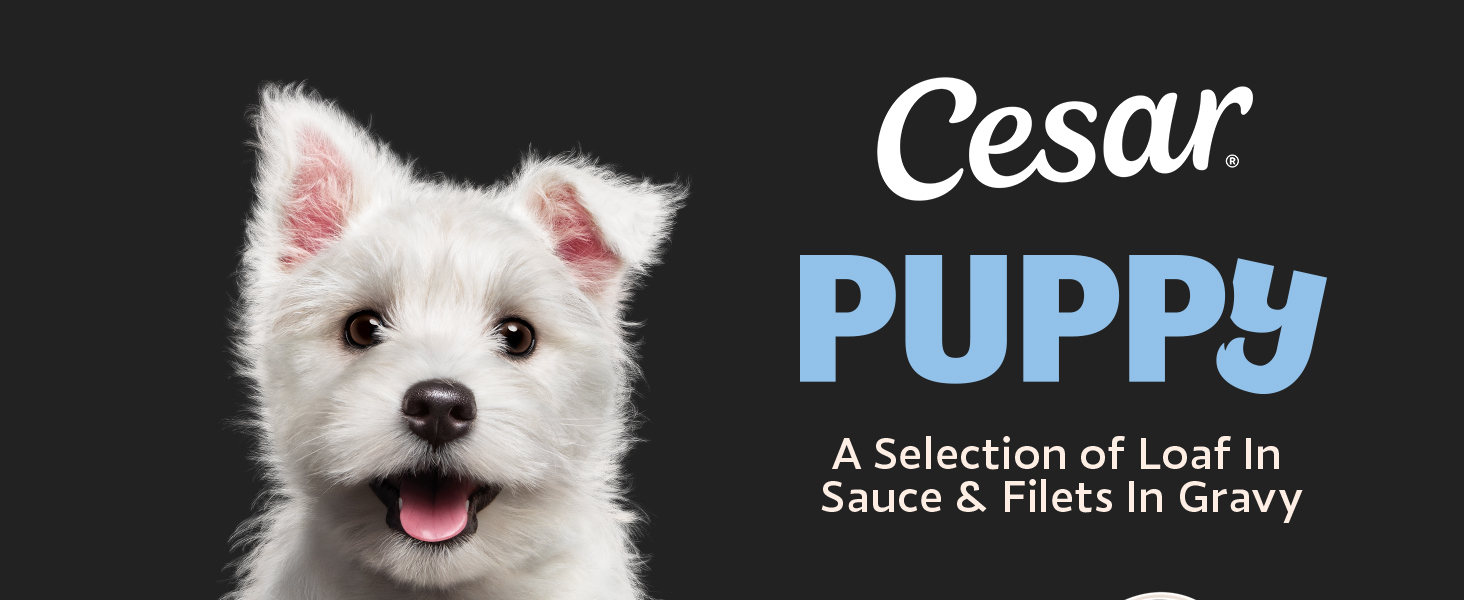 cesar puppy