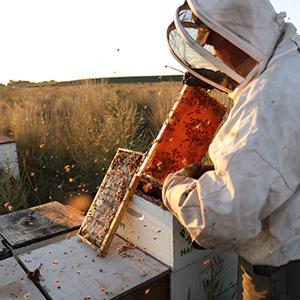 honey bees