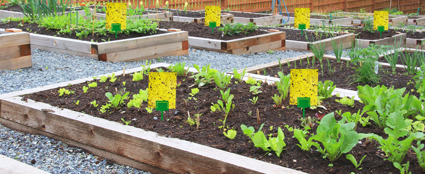 plant sticky traps for gnats