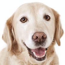 Taurine for Dogs
