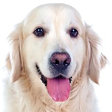 Taurine for Dogs