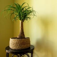 Ponytail Palm Indoor Houseplant