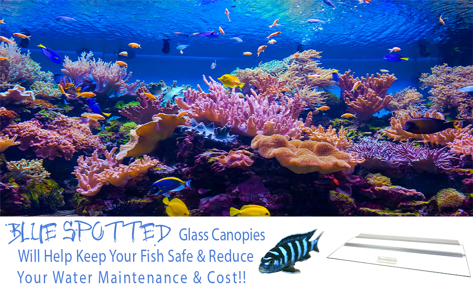 aquarium, tank, fish, glass canopy, blue spotted