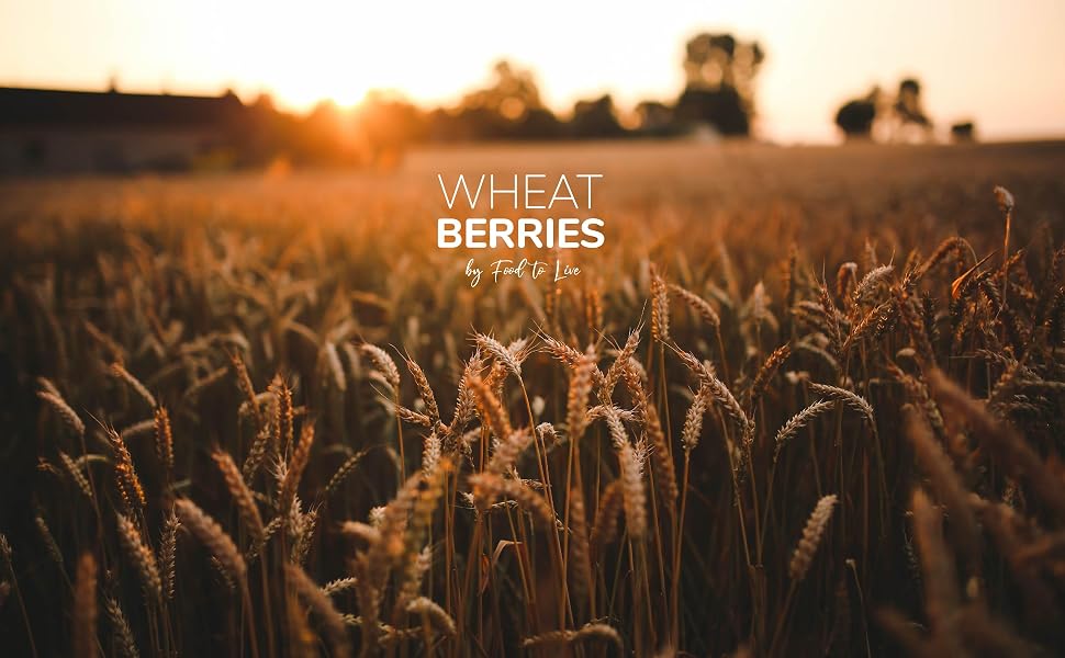 Wheat Berries field by Food to Live