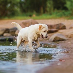 Pets, safe, Dog, beach, water