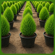Burning Bush Green Foliage Plant Turning Red