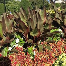 Cannas