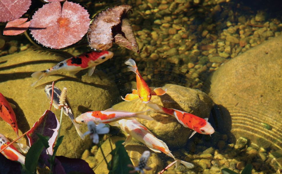 pond koi lily plants water garden heal health