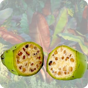 rare guanabana vines home garden water staghorn ferns bonsai pot houseplants landscaping organic