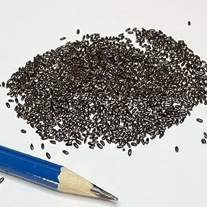 1400 Lavender seeds