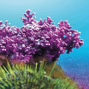 Aquamin Build stronger bones + improve bone density