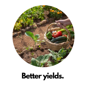 Better yields? No problem! Apply triple super phosphate every 6-8 weeks during the growing season.