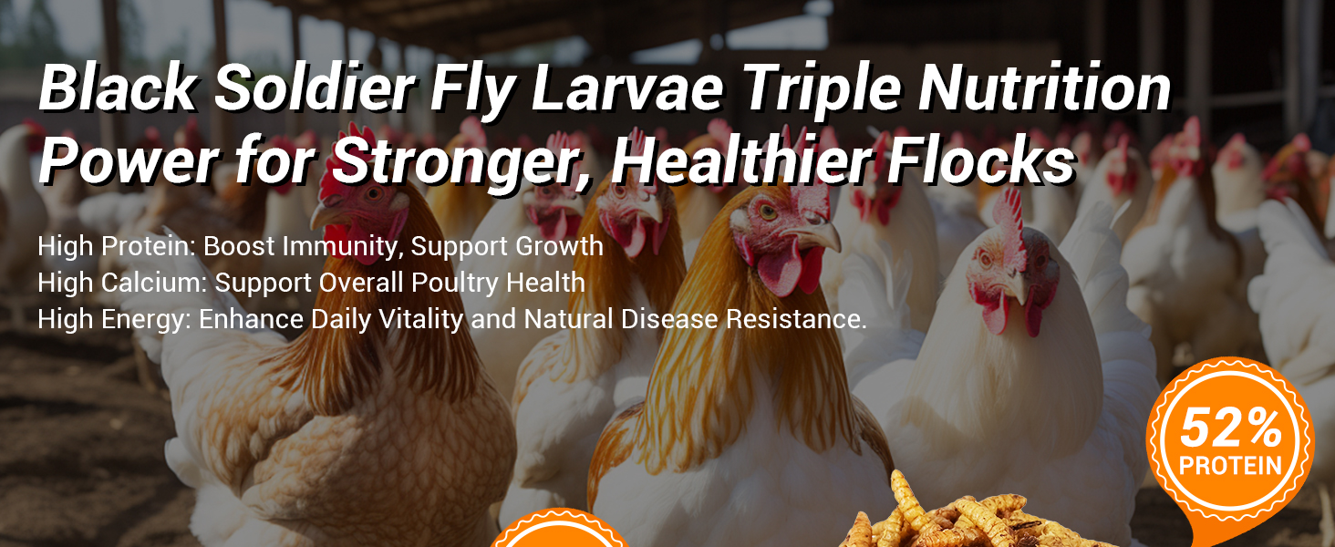 BSFL high protein calcium treat for chickens, boost health and immunity