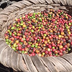 Berries in a basket